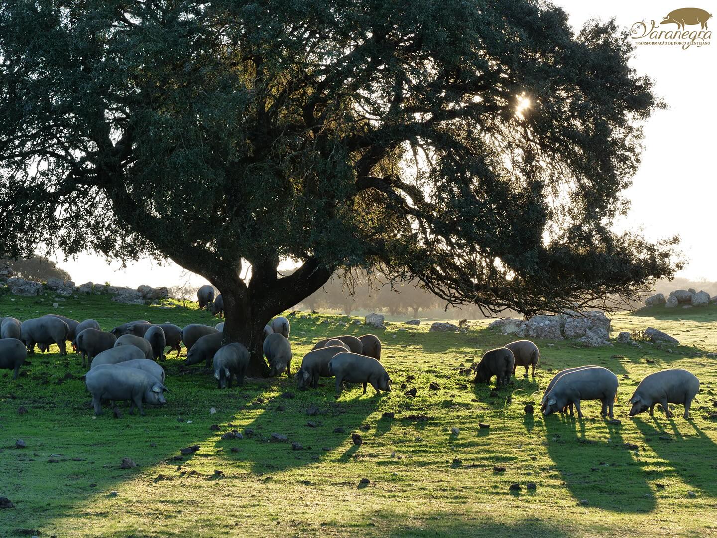 BLACK PIG FOUETTE 170 g.