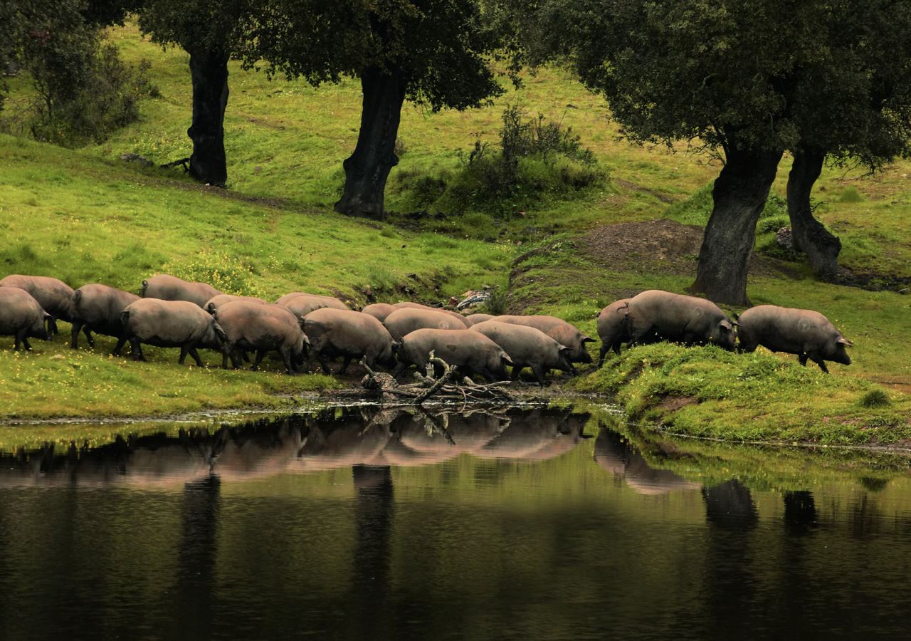 КОПА -„Paio do Cachaço“ 100 гр.